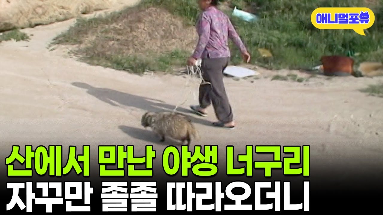 야생 너구리를 만난 옆집 할머니, 키울 생각은 없었는데 I KBS 주주클럽 070603 방송