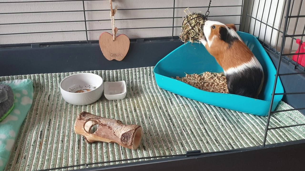 Co SZKODZI świnkom morskim?😰❤🐹