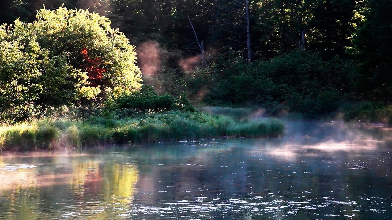 Bruits de la nature, Chants des Oiseaux - 