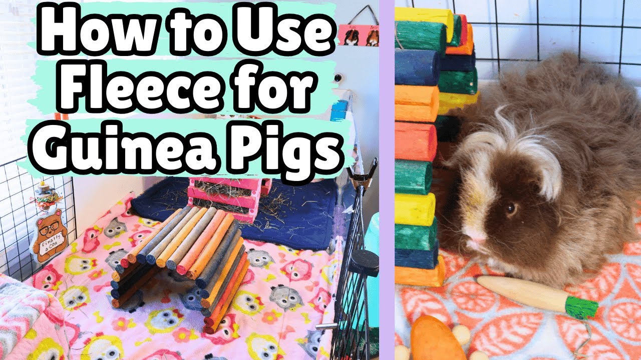 How to use FLEECE for GUINEA PIGS | how fleece bedding works, how to use it properly, & pros & cons
