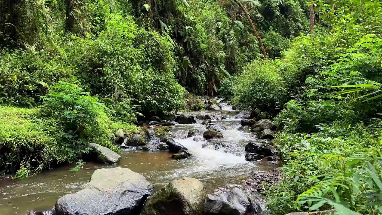 Invite inner stillness with gentle river flow in a cool mountain forest to support deeper sleep