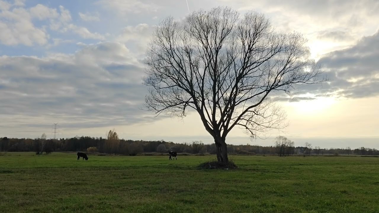 Lonely Autumn Tree and Grazing Cattle – November Pasture in Mazovia