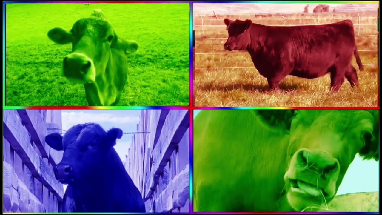 Funny Cows VS Funny Buffalo VS Funny Buls VS Tiles Hop EDM Rush