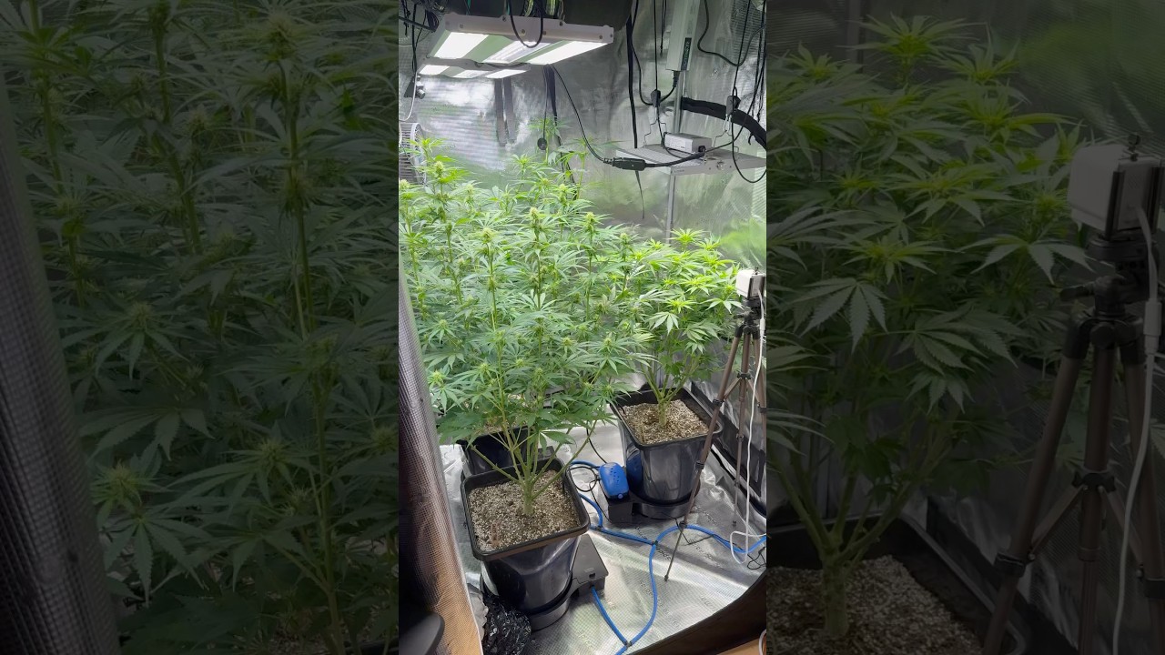 Looking Gorgeous Day 23 After Flipping 12/12  #grow #flowers