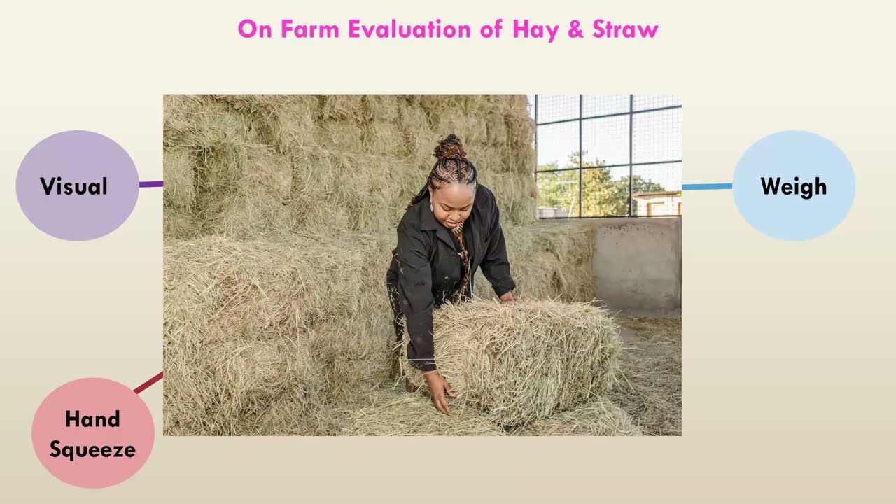 Optimizing the Feeding Value of Hay and Straw Through TMR