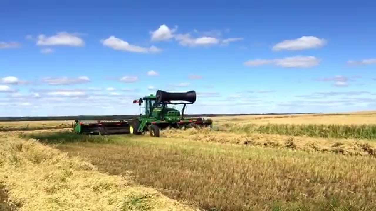 Swathing oats with John Deere W150 and 40' header