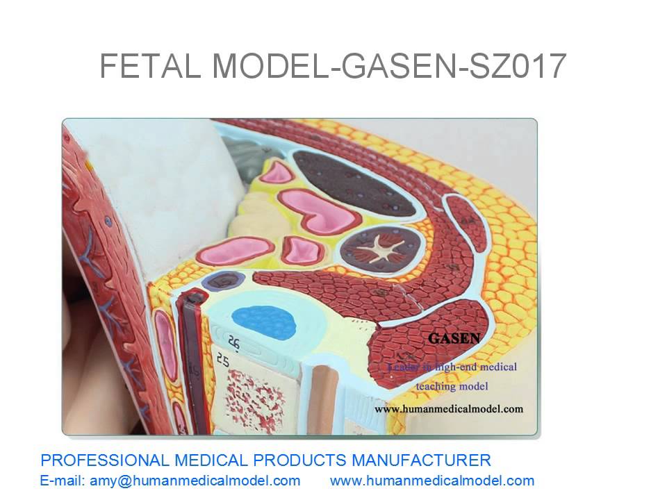 WOMEN PREGNANCY PELVIC CAVITY OF DEVELOPMENT MODEL FETAL MODEL GASEN SZ017