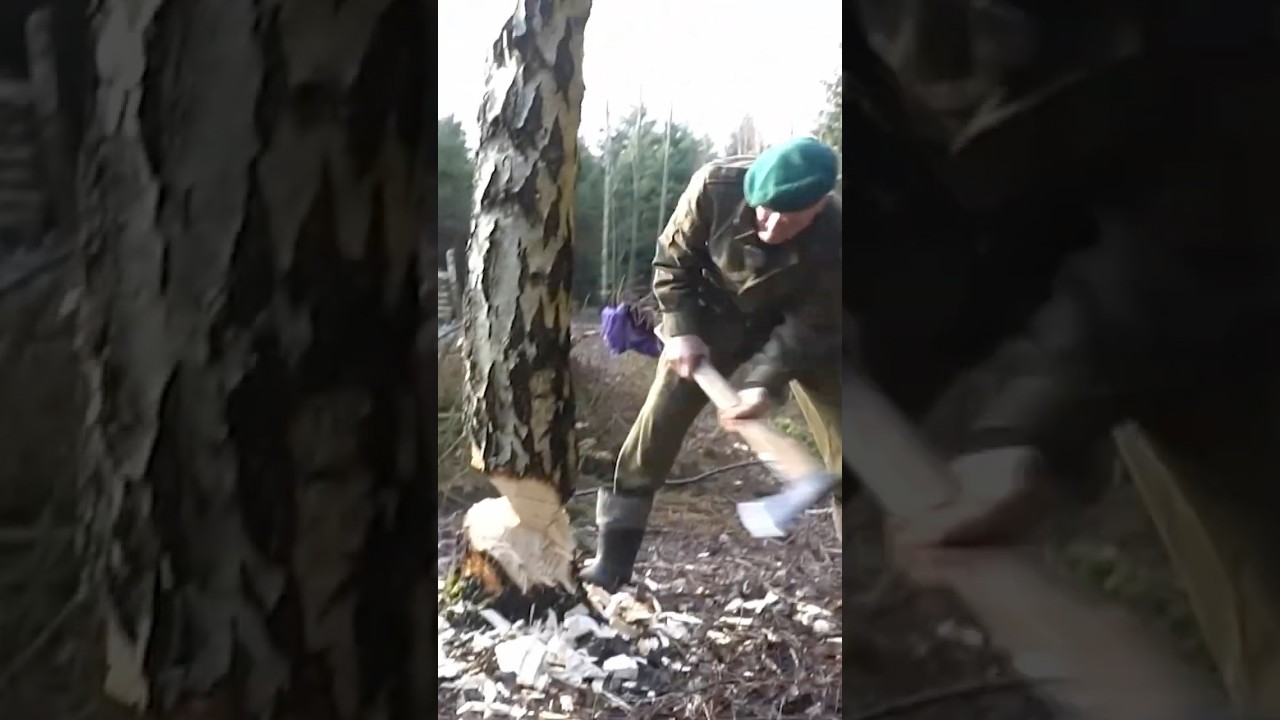71-letni drwal ścina drzewa siekierą w kilka minut