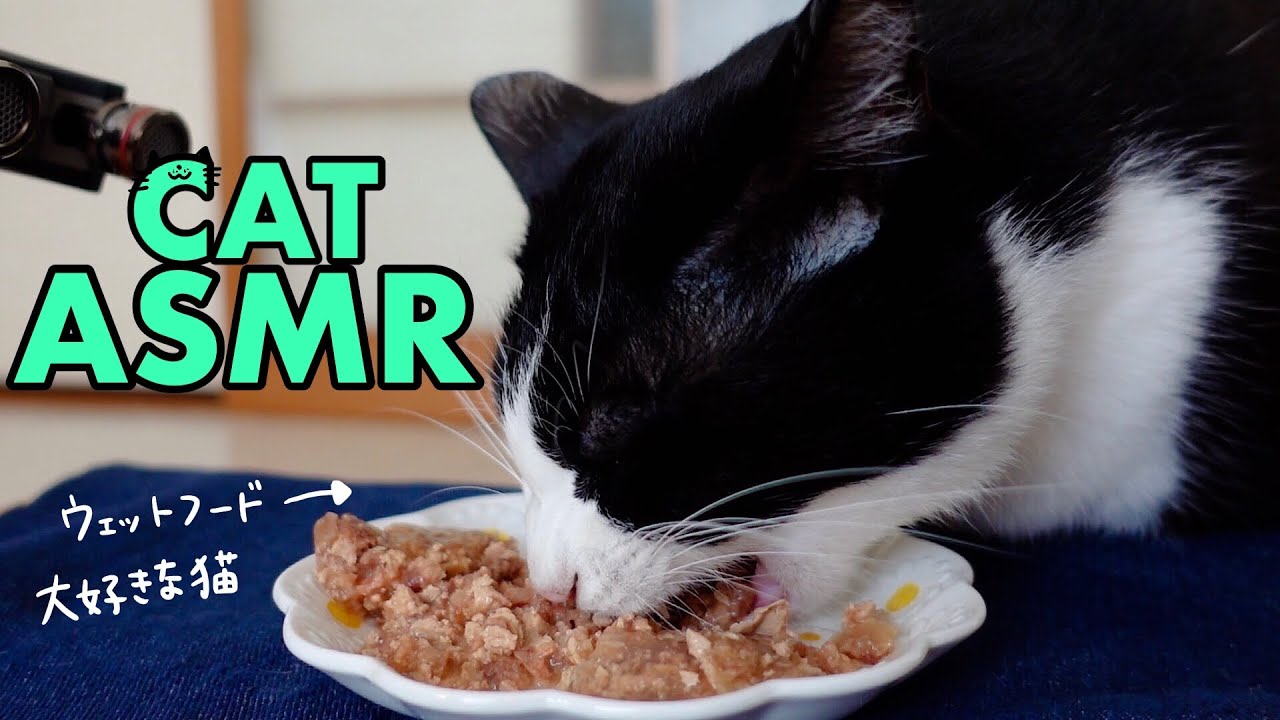 🍙👅ASMR｜ウェットフードの食いつきが凄い猫【咀嚼音】#238