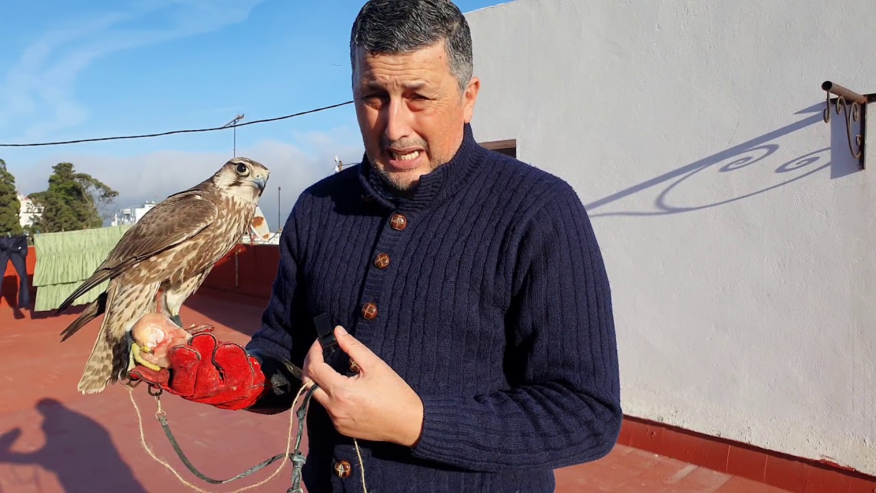 halcón peregrino  / تربية الصقور الشا