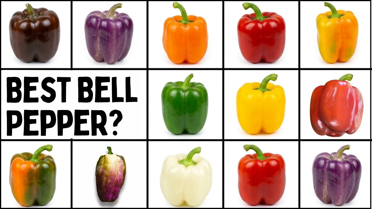 Which Is The BEST Bell Pepper? Comparing 10 Different Varieties - Pepper Geek