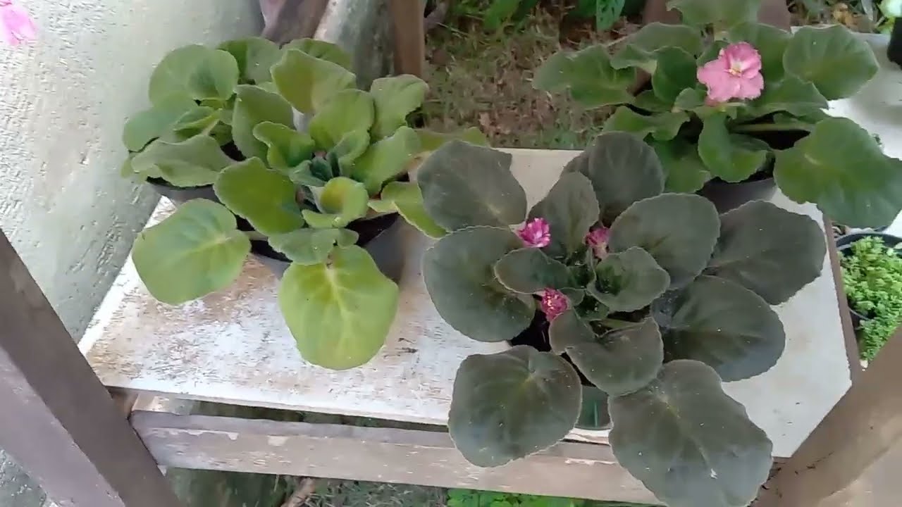 como fazer a violeta flori de novo
