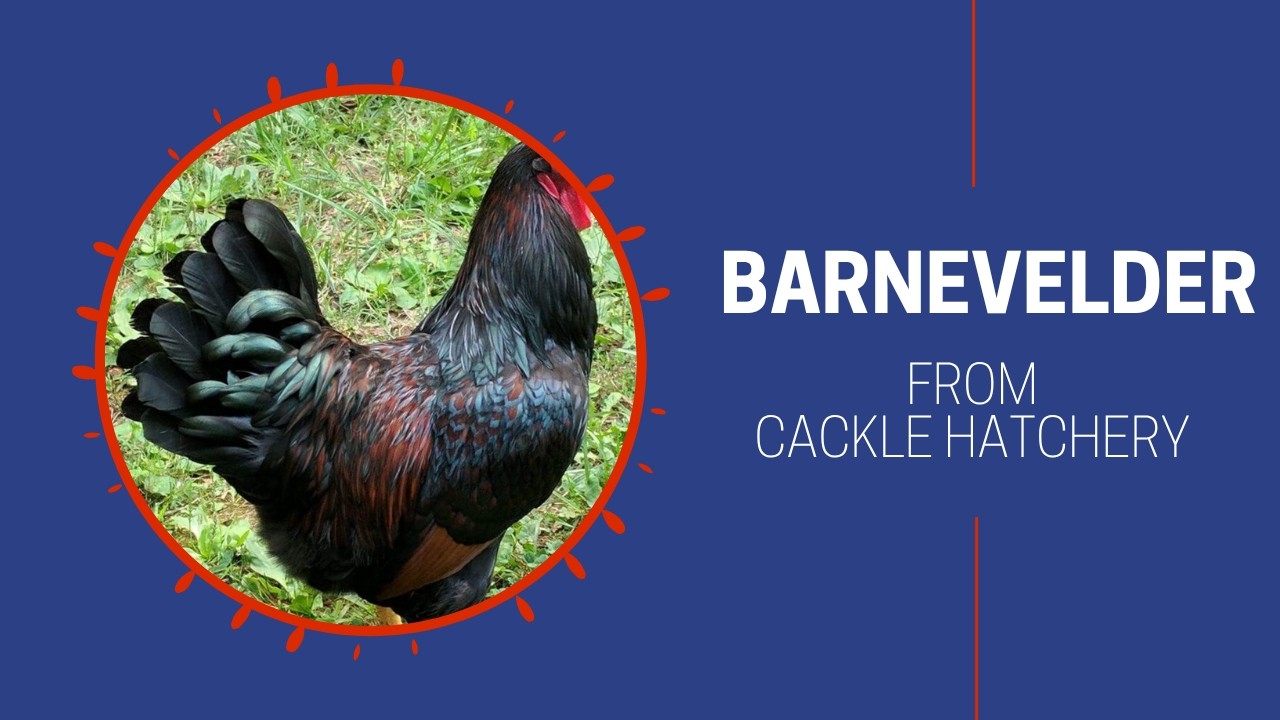 Barnevelder Chicken (Breeder Flock) | Cackle Hatchery