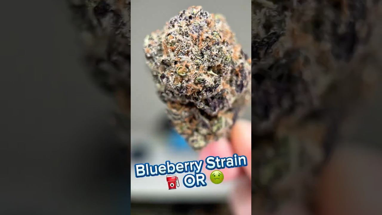 Is Blueberry Still the King of Fruity Strains? | Full Review #cannabiseducation #cbd #legal