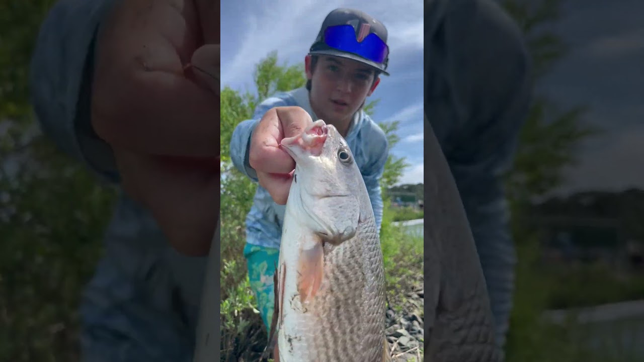 #bassfish #whitebassrun #fishspecies #bass #whiteseabass #freshwaterfish #fish #whitebass