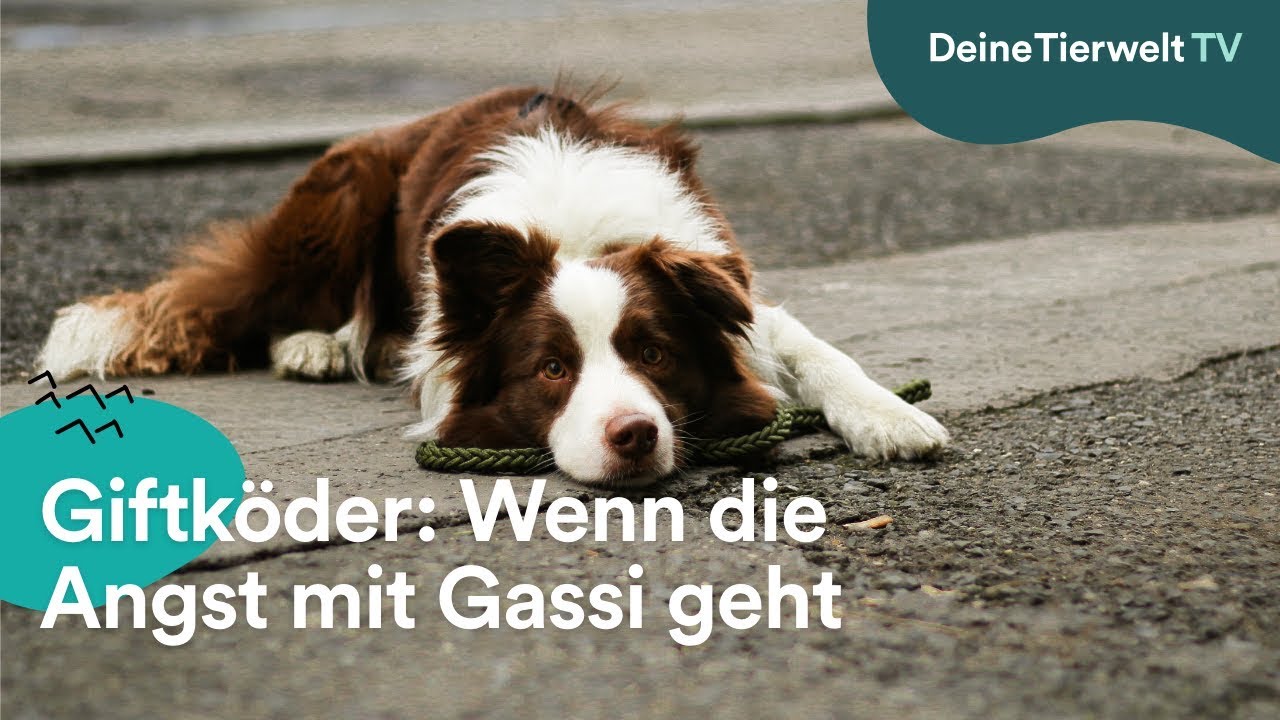 Giftk&ouml;der: Wenn die Angst mit Gassi geht