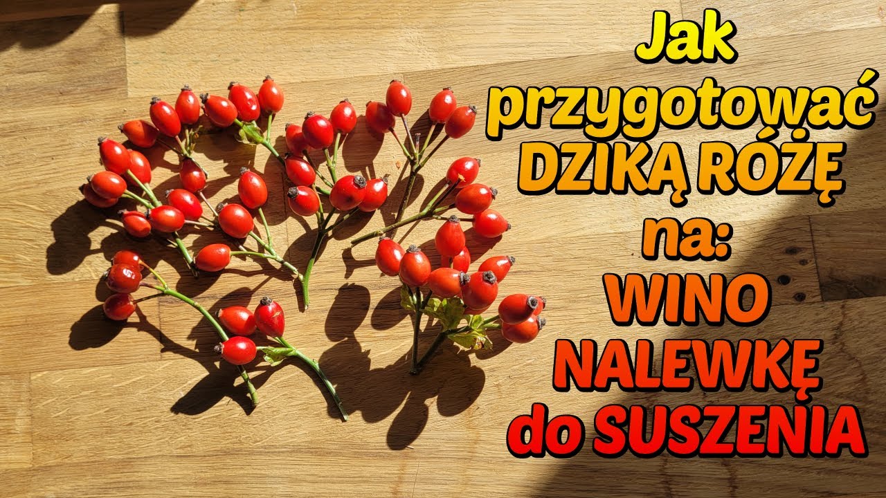 DZIKA RÓŻA GŁÓG owoce , czyszczenie , zbieranie i przygotowanie na wino, nalewkę i do suszenia