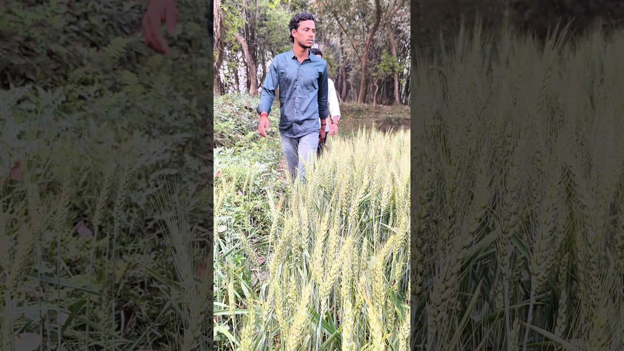 बगीचा 🌲 #suraj #funny #comedy #shorts #ytshorts #forest #surajbhai143 #gehu
