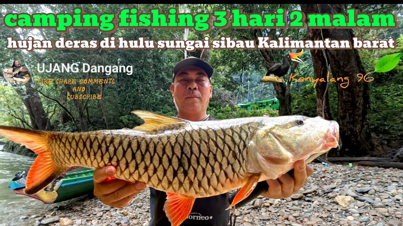 CAMPING FISHING HUJAN DERAS DI HULU SUNGAI SIBAU DAPAT IKAN HAMPALA MONSTER 