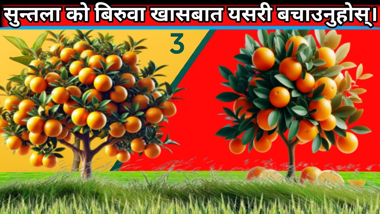 Orange|Suntala Kheti Kasari Garne|Suntala Kheti in Nepal|Suntala Kheti