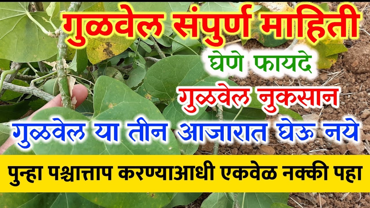 प्रतिकारशक्तीसाठी गुळवेलाचा वापर,या तीन लोकानी गुळवेल घेऊ नये,काढा,ताजी वेल,ज्युस कसा वापरावा,Dr