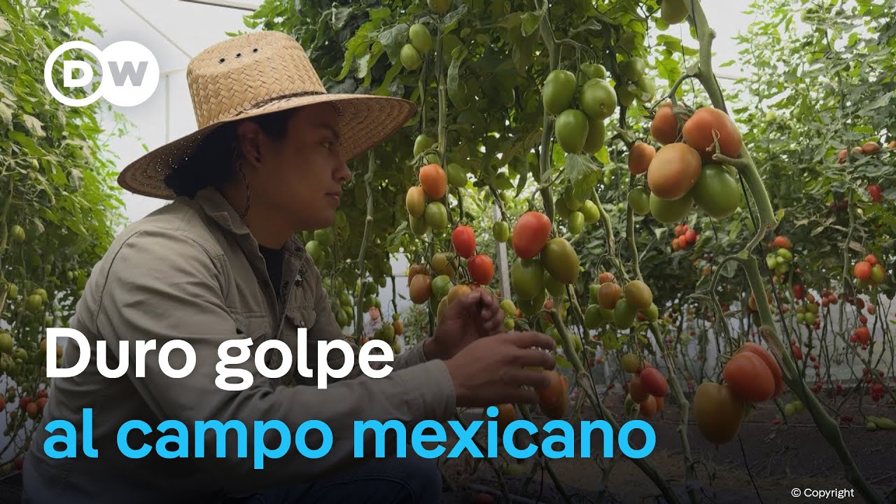 Aranceles de Trump ponen en jaque al tomate mexicano