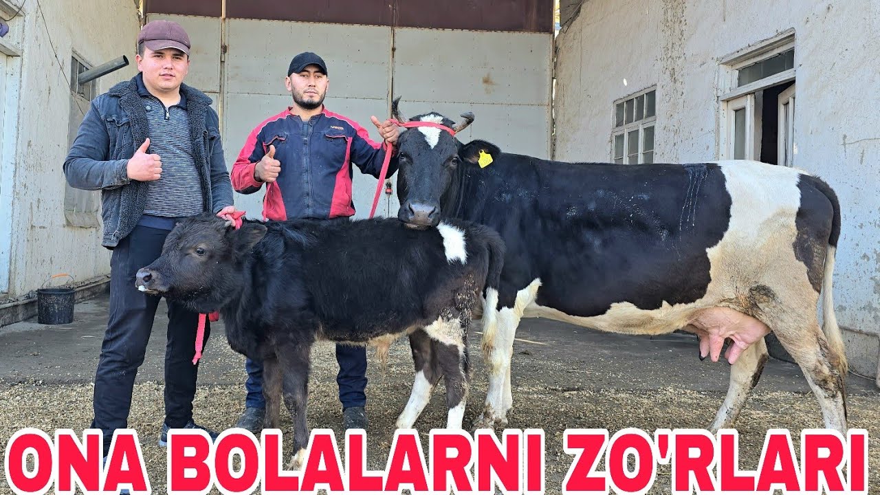 Ismoiljondan yangi partiya ona bolalarni daxshatlari  14 февраля 2026 г.