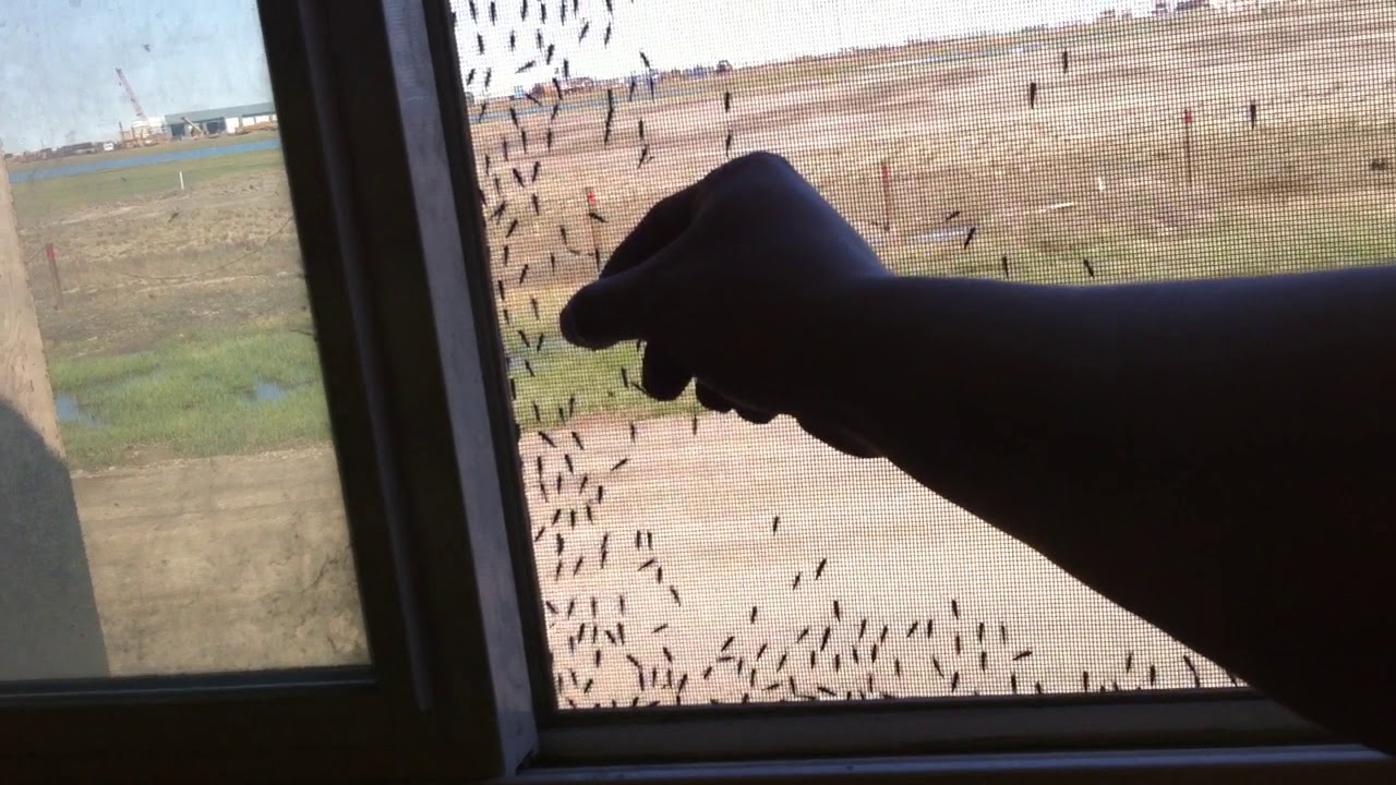 Alaskan Mosquito issue