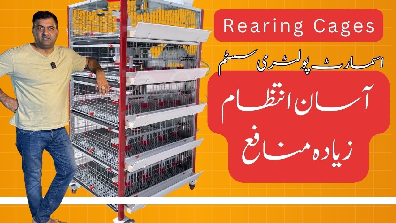 Smart Poultry System — Easy Management, Maximum Profit!