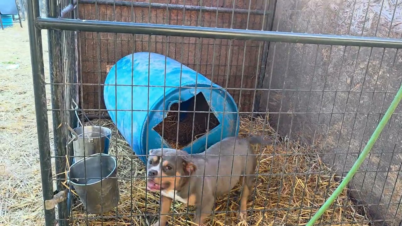 FREE EAR CROP CRAZZZZY COMPACT HANDO DAUGHTER COLOR CARRIER WILL PRODUCE RAINVOW 