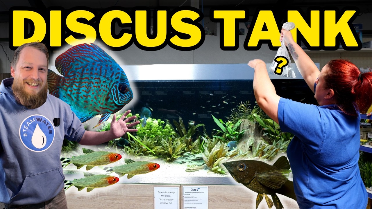 How we built a Discus aquarium in my old fish shop! 3 months of highs and lows!