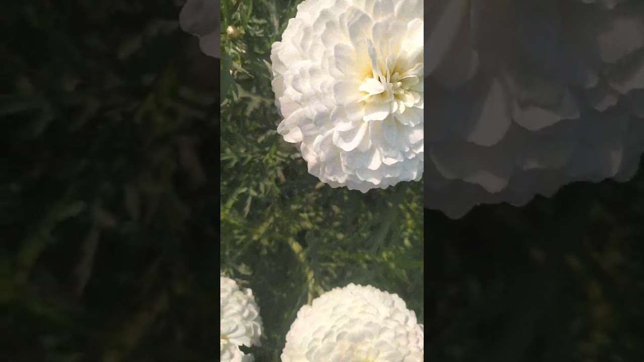 બીજલી ના ફૂલ ની ખેતી 