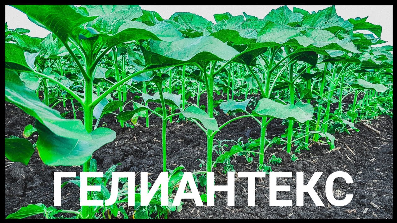 ГЕНИАЛЬНО: гербицид ГЕЛИАНТЕКС при критической ситуации с амброзией, лободой