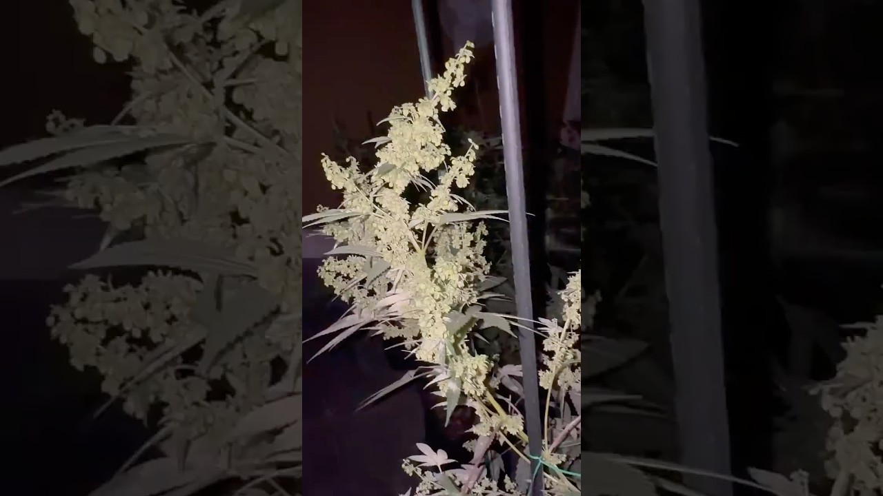I saved these seeds for over 15 years so I didn't waste this opportunity. Got some amazing diesel 📈