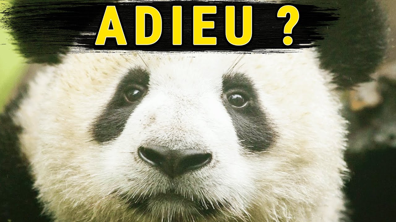 ARRÊTONS DE SAUVER LES PANDAS