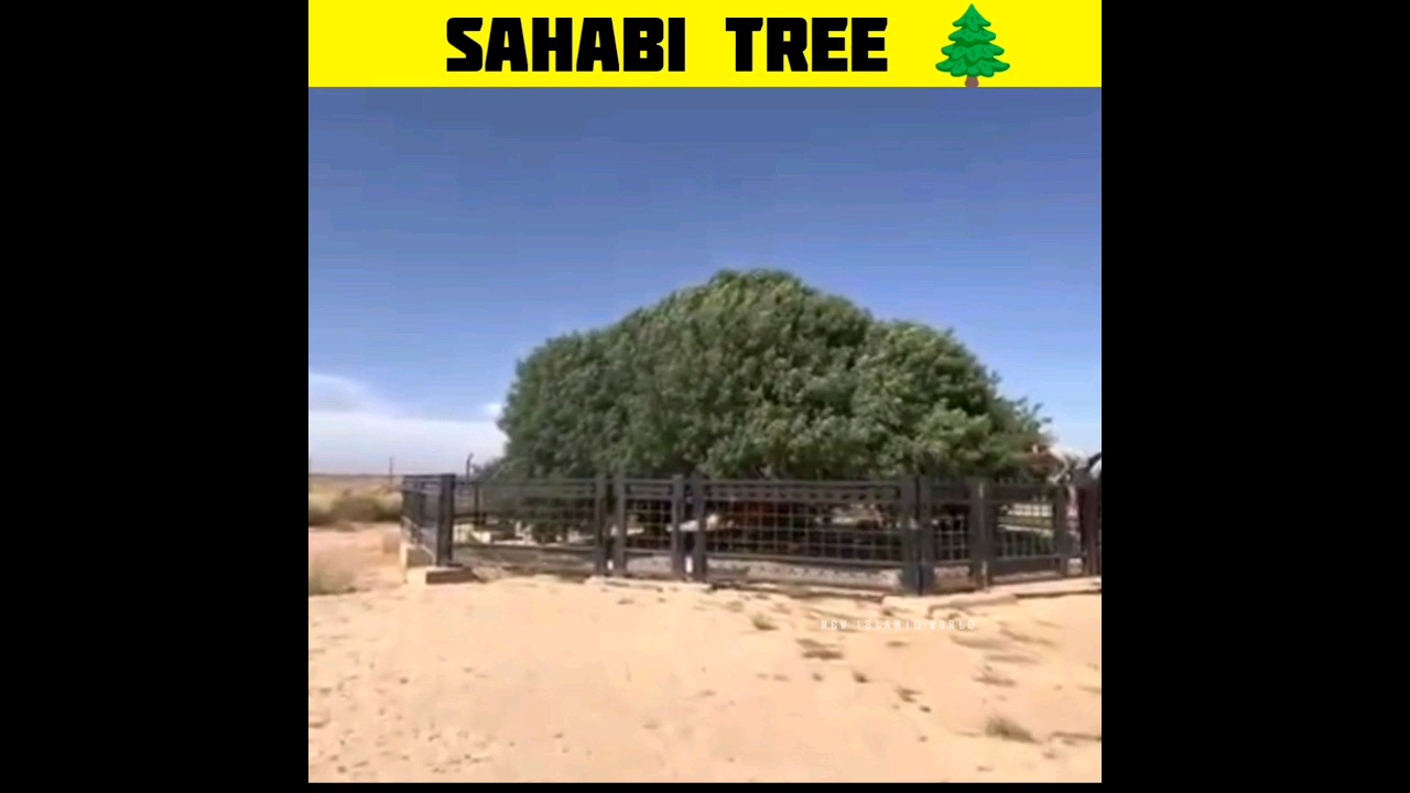 Duniya mein aaj bhi ek sahabi zinda hai | Sahabi tree | Sahabi darakht #shorts