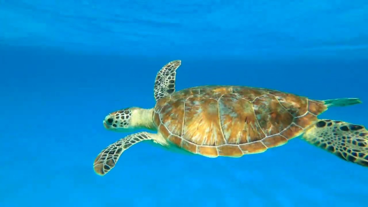 Blue Lagoon - Marsa Alam Egitto