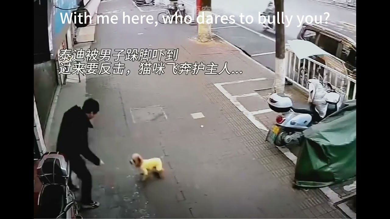 Unexpected Hero: A Brave Cat Defends His Owner!