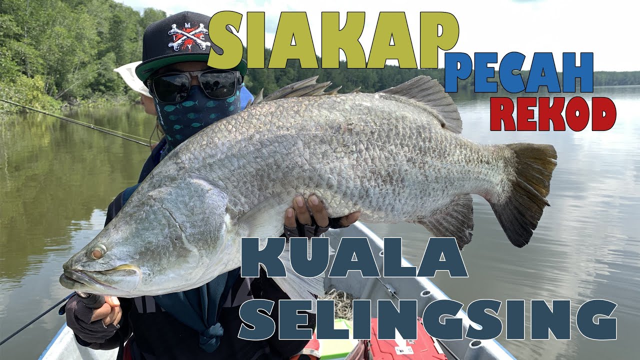 Lady Angler Pecah Rekod Peribadi Siakap Di Kuala Selingsing