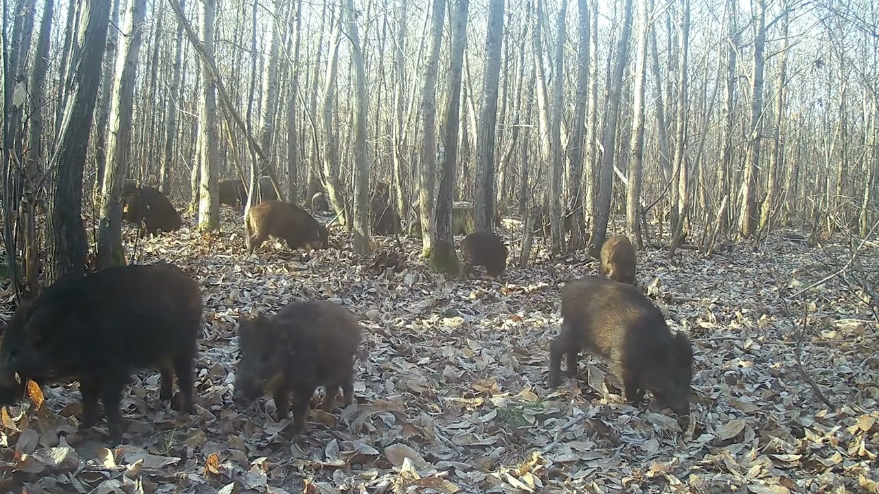 gros, petits, moyens...y'en a de toutes les tailles🤩😃 #animauxsauvages #trailcam #sanglier #wildboar