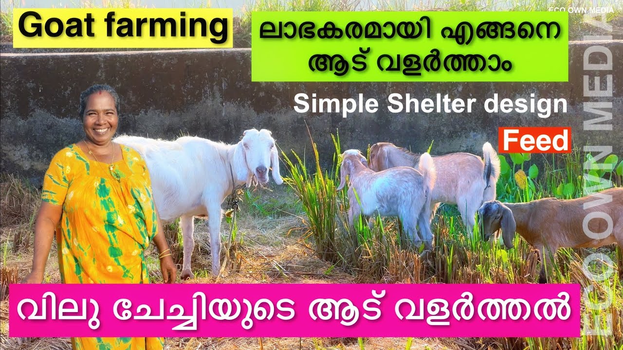 എങ്ങനെ ലാഭകരമായി ആട് വളർത്താം | Profitable Goat farming