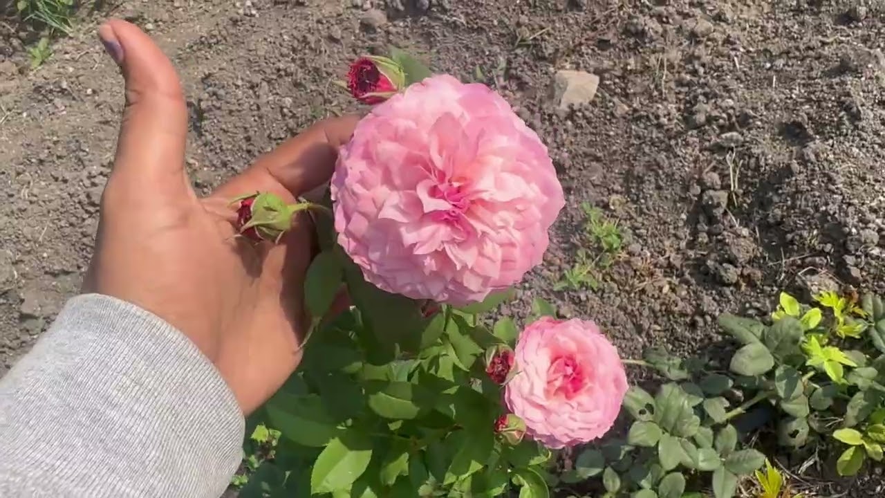 Rose garden update 08-03-2026