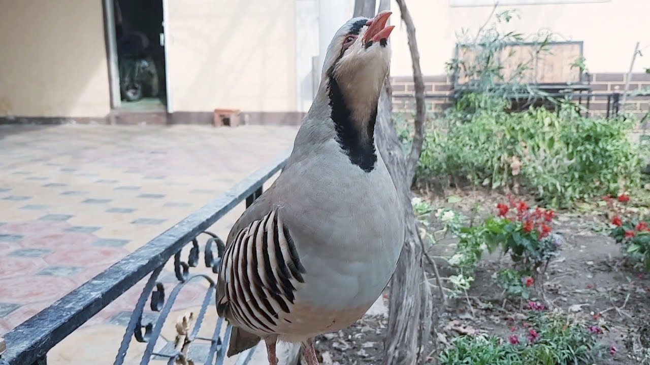 Красивый Голос КУРОПАТКИ || Chukar Partridge Male CALL|| MUHTEŞEM KEKLIK SESI #keklik#кабк#куропатка