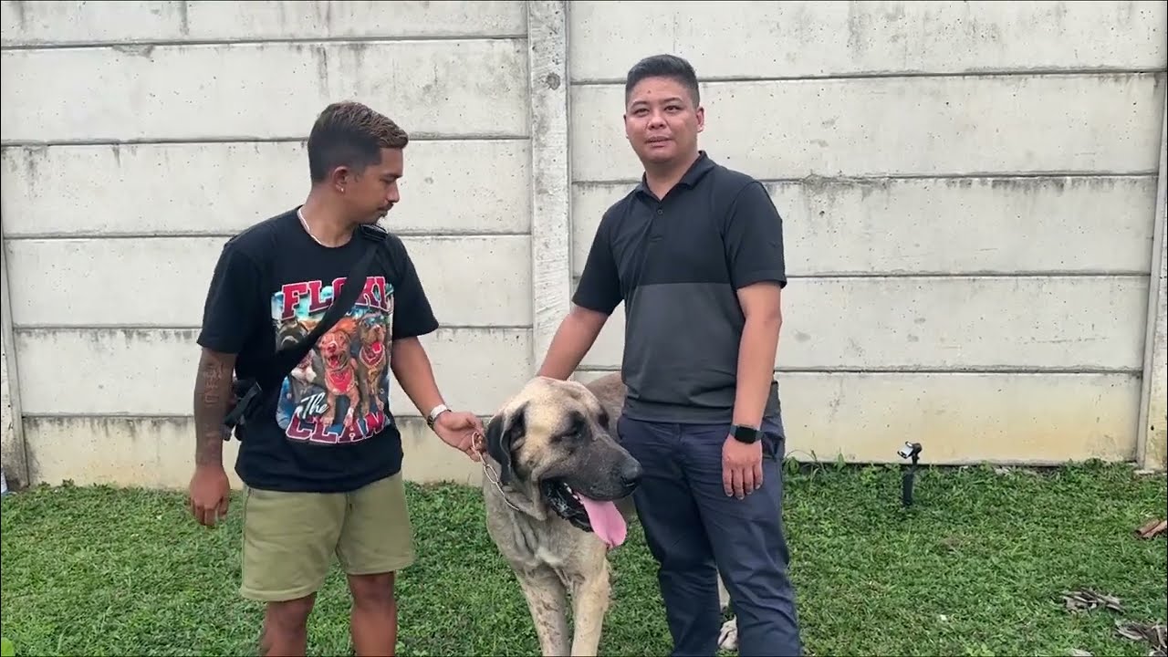 KRONOLOGI THOR BISA DIADOP OM ANDRE JAMBI SUPERBULL ‼️ ANJING KANGAL RAKSASA DARI TURKI