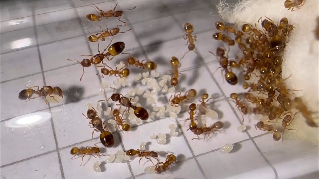 Alles was man über Temnothorax nylanderi wissen muss! | Ameiseninfo 14