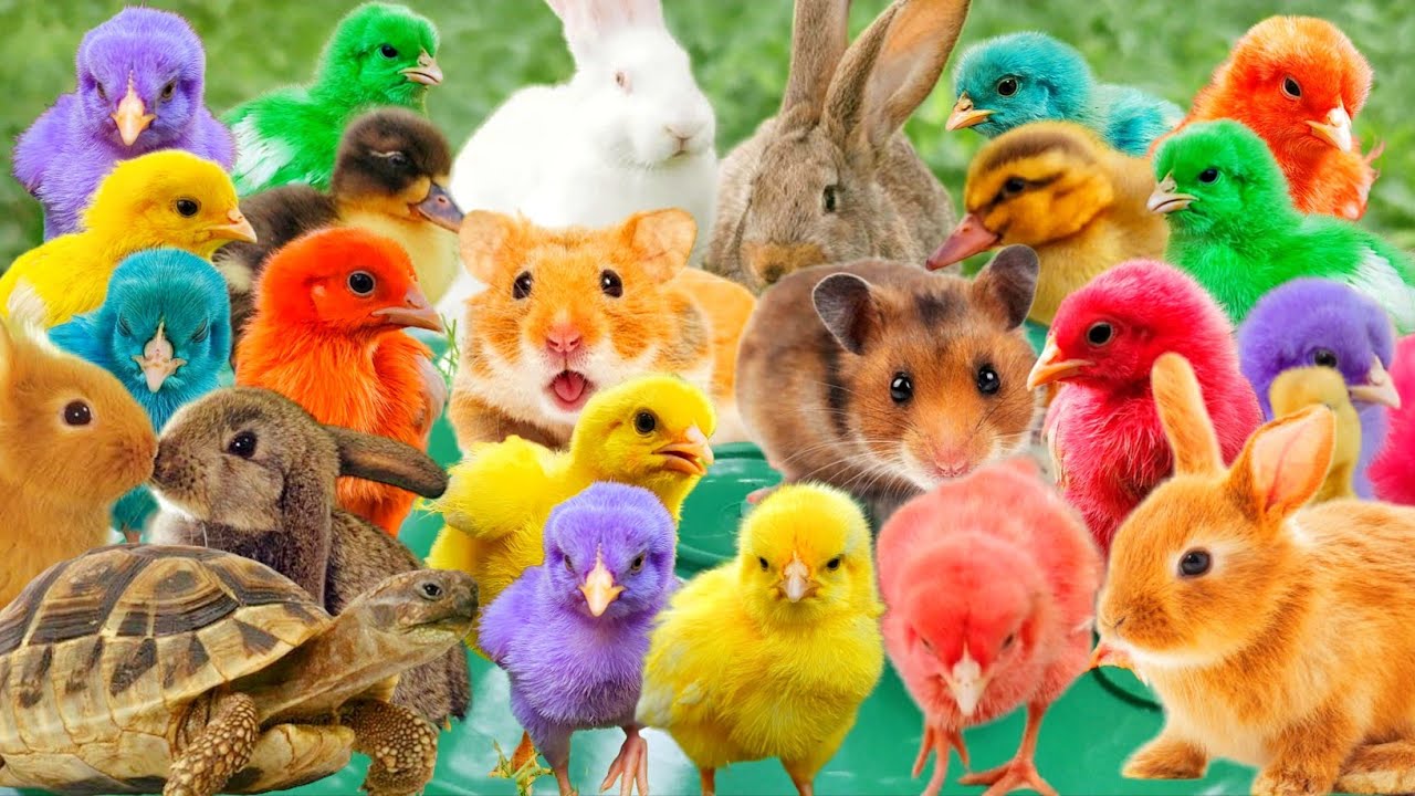 Catch rainbow chicks, colorful chicks, rainbow chickens, turtles, ducks, bunny, cute chicken #10