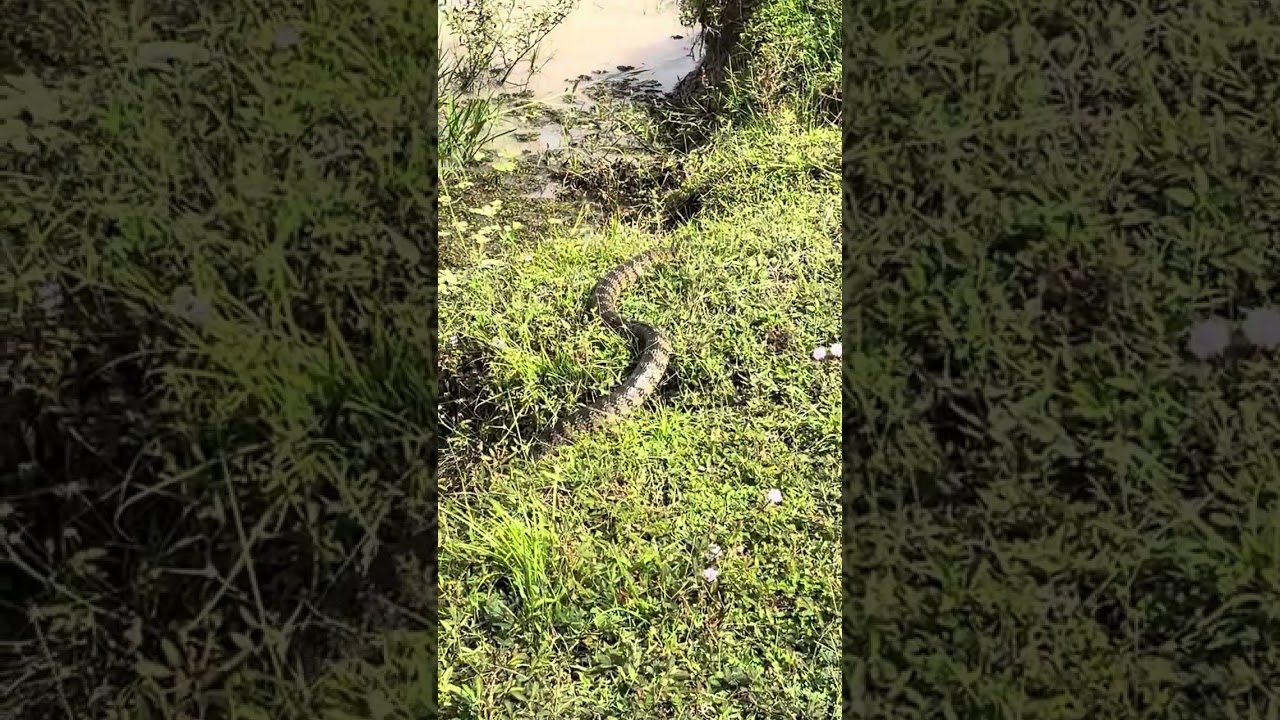 La serpiente Mapanare