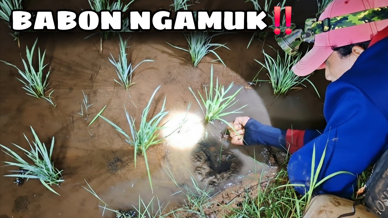 Belut Babon Langsung Ngamuk di Lubang Ini! Spot Angker. Ep #9📍