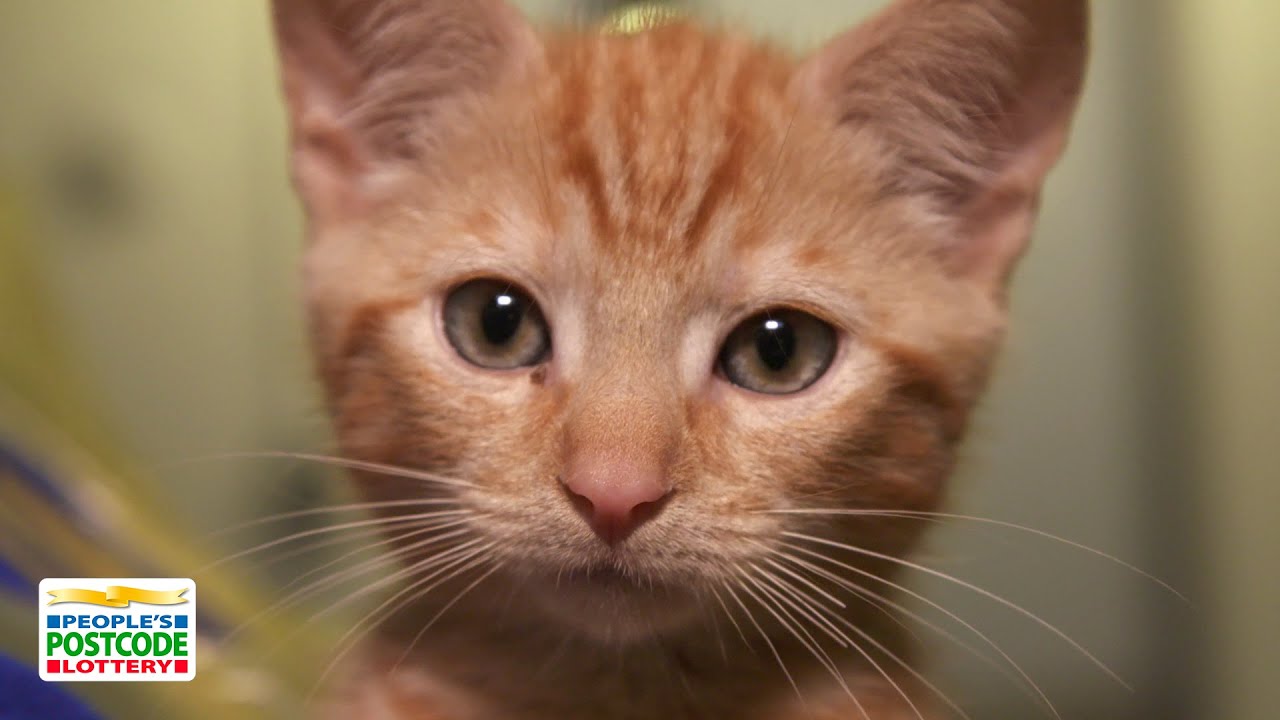 #PPLCharity – Judie and Danyl Visit Cats Protection - People's Postcode Lottery