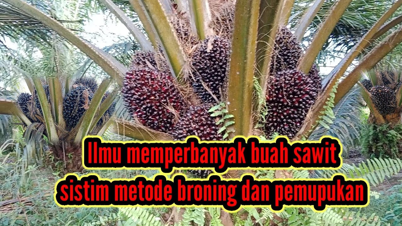 Sistim metode broning dan pemupukan
